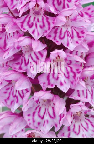 Orchidée maculée de Heath (Dactylorhiza maculata) coupe rapprochée d'une partie d'une fleur unique, réserve naturelle RSPB Balranald, North Uist, Écosse Banque D'Images