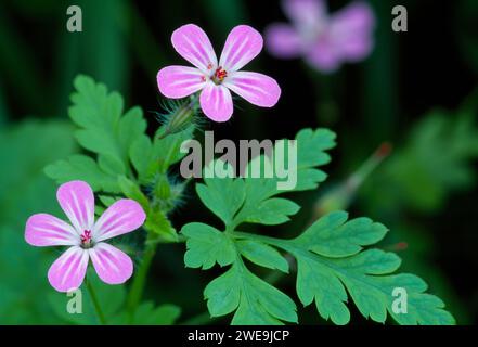 Herb Robert (Geranium robertianum) gros plan d'une plante à fleurs dans une forêt de feuillus, Inverness-shire, mai 1995 Banque D'Images