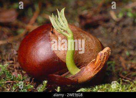 Châtaignier (Aesculus hippocastanum) germant des graines de châtaignier sur un sol boisé, Réserve naturelle nationale de l'île de Rum, Hébrides intérieures, Écosse. Banque D'Images