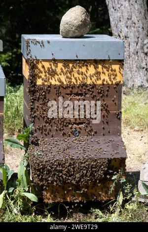 01.06.2023, Berlin, GER - Honigbienen finden aufgrund einer Pollenfalle an ihrem Flugloch nicht in ihren Bienenstock zurueck. Agrarwirtschaft, aussen, Aussenaufnahme, Berlin, Beute, Bienenbeute, Bienenkiste, Bienenstaat, Bienenvolk, deutsch, Deutschland, Europa, europaeisch, Fluglochvorsatz, Fruehjahr, Fruehling, HF, Hochformat, Honigbienen, Imkerei, Jahreszeit, Kiste, Landwirtschaft, Magazinbeute, niemand, Orientierung, orientierungslos, Pollenfalle, problème, Stau, stauen, Westeropa, Wirtschaft 230601D278BERLIN.JPG *** 01 06 2023, Berlin, GER les abeilles ne peuvent pas trouver leur chemin vers leur salut Banque D'Images