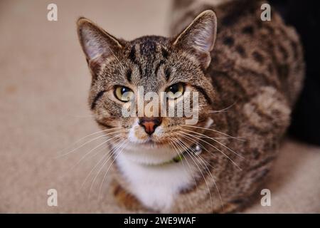 Chat Tabby attentif avec yeux jaunes gros plan Banque D'Images