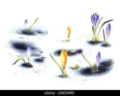 Aquarelle peinte illustration arrivée du printemps, le réveil de la nature après l'hiver crocus lilas bleu jaune fondant neige, plantes primaires Banque D'Images