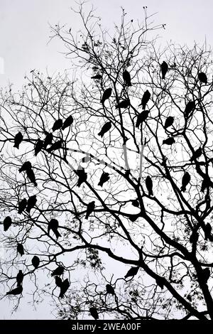Aigles à tête blanche nichant dans l'université de Dhaka shahid minar Banque D'Images