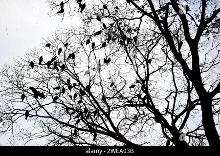 Aigles à tête blanche nichant dans l'université de Dhaka shahid minar Banque D'Images