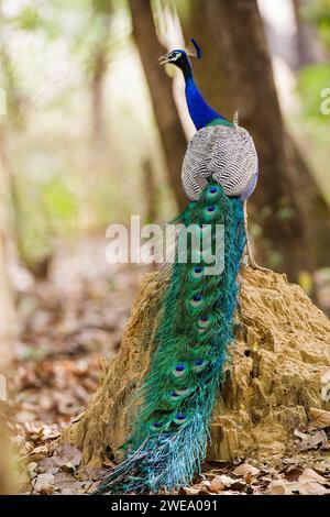 Blauer Pfau (Pavo cristatus), Indien, Khana Nationalpark, Rückenansicht, Banque D'Images