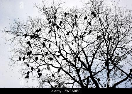 Aigles à tête blanche nichant dans l'université de Dhaka shahid minar Banque D'Images
