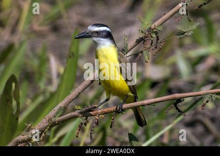 Schwefelmaskentyrann, Bem-te-vi (Pitangus sulfuratus), Südamerika, Mato Grosso, Pantanal, Banque D'Images