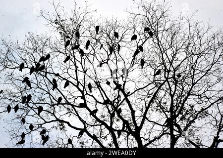 Aigles à tête blanche nichant dans l'université de Dhaka shahid minar Banque D'Images