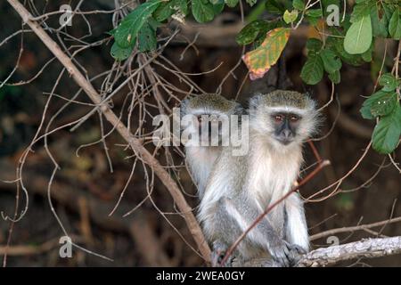 Westliche Grünmeerkatze (Chlorocebus sabaeus), Paar, zwei, Banque D'Images