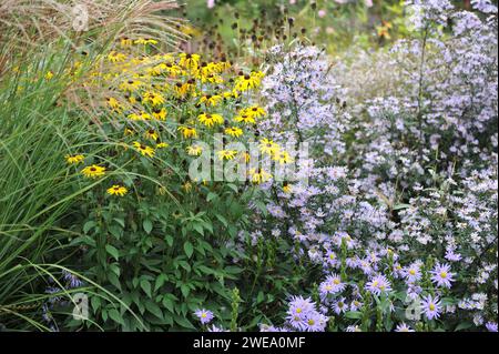 Parterre de fleurs d'automne : aster de New York (Symohyotrichum novi-belgii), coneflower orange (Rudbeckia fulgida) et herbe argentée chinoise (Miscanthus sinensis) Banque D'Images