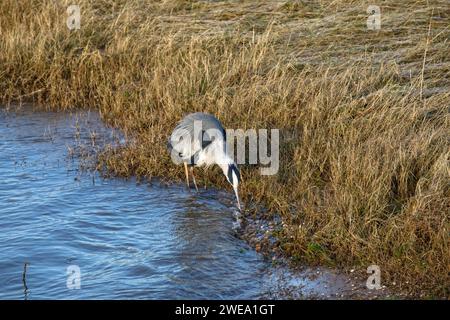 heron (Ardea cinerea) sur les rives du Rhin, Cologne, Allemagne. Graureiher (Ardea cinerea) am Rheinufer, Koeln, Deutschland. Banque D'Images