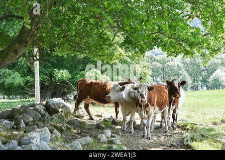 Vaches cherchant refuge à l'ombre d'un arbre Banque D'Images