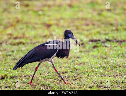 Abdimstorch (Ciconia abdimii) Banque D'Images