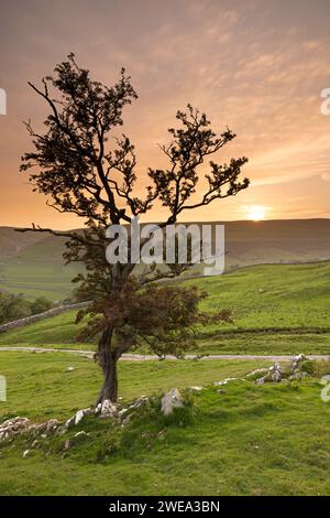 Le soleil se couche derrière un arbre solitaire, sur les collines au-dessus du village d'Arncliffe dans Littondale, parc national des Yorkshire Dales, Royaume-Uni Banque D'Images