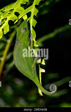 Blaubeiniges Chamäleon, caméléon à pattes bleues, (Calumma crypticim), Leguane, reptilien, Banque D'Images