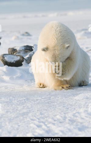 Ours polaire Ursus maritimus gros ourson voyageant à travers la banquise nouvellement formée à l'automne geler jusqu'à 1002 ANWR Kaktovik Barter Island Alaska Banque D'Images