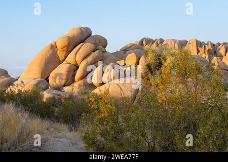 Le coucher du soleil projette une lumière chaude sur le pittoresque parc national Joshua Tree. Banque D'Images