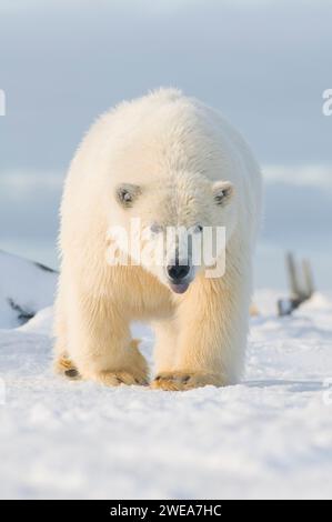 Ours polaire Ursus maritimus gros ourson voyageant à travers la banquise nouvellement formée à l'automne geler jusqu'à 1002 ANWR Kaktovik Barter Island Alaska Banque D'Images