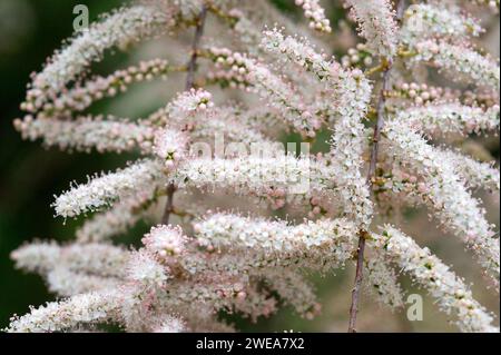 Le tamarisque français (Tamarix gallica) est un arbuste à feuilles caduques ou un petit arbre originaire de l'Asie occidentale et commun aux côtes du bassin méditerranéen. Détail fleurs. Banque D'Images