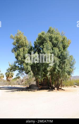 Le cèdre du sel (Tamarix ramosissima) est un arbuste décidus ou un petit arbre originaire d'Eurasie et naturalisé en Amérique. Cette photo a été prise dans Joshua Tree Banque D'Images