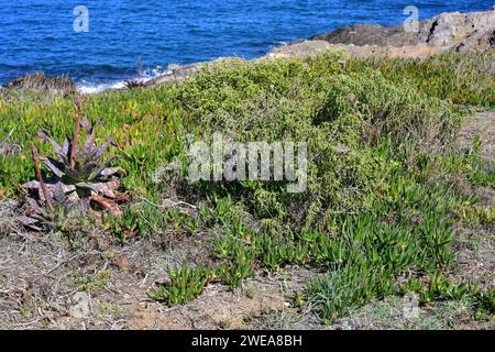 Boalaga (Thymelaea hirsuta) est un arbuste vivace originaire des côtes du bassin méditerranéen. À côté de Thymelaea se trouvent des plantes envahissantes comme Mesembryanthemum eduli Banque D'Images