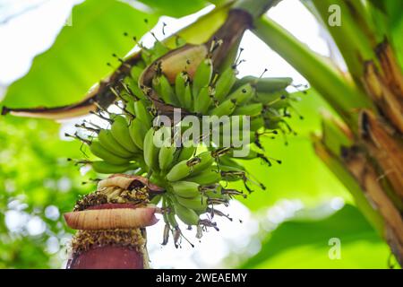 Bananes non mûres et coeur de banane sur arbre gros plan Banque D'Images