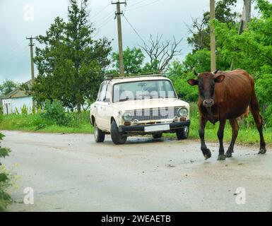 Une vache traverse la route devant une voiture. Soviétique Zhiguli VAZ-2101 voiture. Campagne russe Banque D'Images