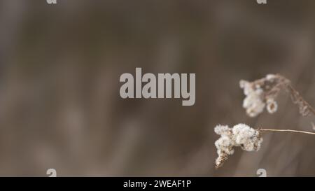 Mauvaises herbes sauvages sur fond flou avec de la place pour la copie. Banque D'Images