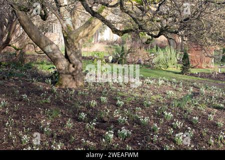 Gouttes de neige sous un arbre d'hiver Oxford Botanic Garden, l'un des plus anciens jardins scientifiques du monde Oxford Angleterre Royaume-Uni Banque D'Images