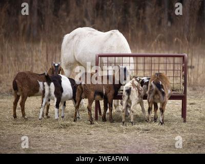 Groupe d'animaux de ferme mangeant du foin sec d'un mangeoire dans le pâturage. Cheval et chèvres Banque D'Images