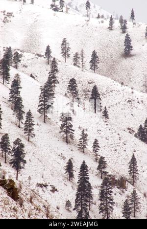 Sur la pente de la prairie sapin en hiver, Swakane de faune, Washington Banque D'Images