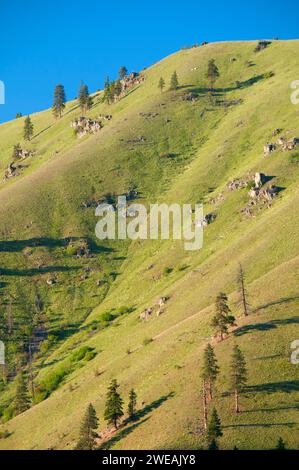 Swakane Swakane Canyon, pente de faune, Washington Banque D'Images