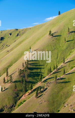 Swakane Swakane Canyon, pente de faune, Washington Banque D'Images