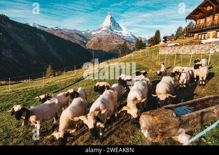 Belle vue de la montagne Matterhorn avec des moutons Valais blacknose sur la colline dans la scène rurale pendant la lumière du jour à Findeln, Suisse Banque D'Images