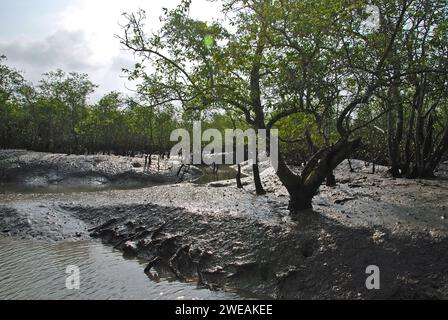 La pêche est le gagne-pain de nombreuses familles dans les Sundarbans, le plus grand delta du monde. Les gens prennent beaucoup de risques pour obtenir une bonne prise de poisson pour leur vie quotidienne. Saatjelia, Sundarban, Bengale occidental, Inde. Banque D'Images