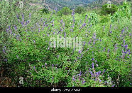 Le chaste (Vitex agnus-castus) est un arbuste à feuilles caduques ou un petit arbre originaire des côtes du bassin méditerranéen. Cette photo a été prise à Emporda, Girona prov Banque D'Images