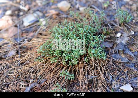 Violeta de Cazorla (Viola cazorlensis) est une plante vivace endémique au Parc naturel de la Sierra de Cazorla, province de Jaen, Andalousie, Espagne. Banque D'Images