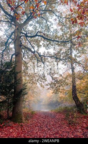 Une scène boisée autominale à Chislehurst, Kent, Royaume-Uni. Banque D'Images
