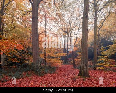 Une scène boisée autominale à Chislehurst, Kent, Royaume-Uni. Banque D'Images