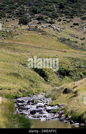 Troupeau de moutons dans le lieu dit « la Vallée du bonheur » à Camprieu, village du Mont Aigoual. Occitanie, France Banque D'Images