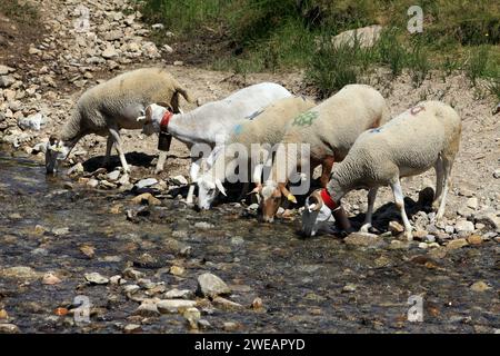 Troupeau de moutons dans le lieu dit « la Vallée du bonheur » à Camprieu, village du Mont Aigoual. Occitanie, France Banque D'Images