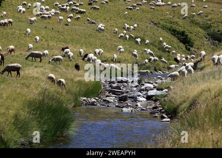 Troupeau de moutons dans le lieu dit « la Vallée du bonheur » à Camprieu, village du Mont Aigoual. Occitanie, France Banque D'Images