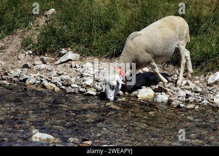 Troupeau de moutons dans le lieu dit « la Vallée du bonheur » à Camprieu, village du Mont Aigoual. Occitanie, France Banque D'Images