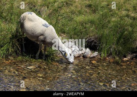 Troupeau de moutons dans le lieu dit « la Vallée du bonheur » à Camprieu, village du Mont Aigoual. Occitanie, France Banque D'Images