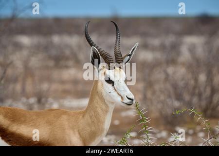 Portrait d'un springbok ou springbuck (Antidorcas marsupialis) im Etosha National Park, Namibie, Afrique Banque D'Images