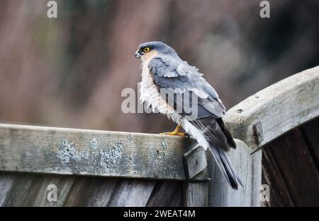 Accipiter nisus, un Faucon du moineau, est assis sur une clôture et attend sa proie Banque D'Images