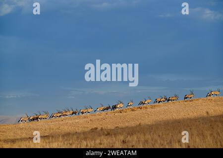 Énorme troupeau d'antilope Oryx (Oryx) migrant dans Namib-Naukluft-Park, Namibie, Afrique Banque D'Images