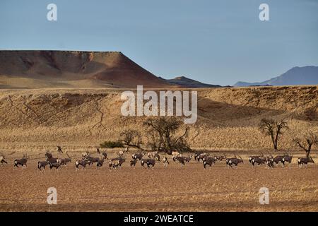 Énorme troupeau d'antilope Oryx (Oryx) migrant dans Namib-Naukluft-Park, Namibie, Afrique Banque D'Images