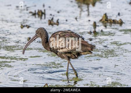 Ibis brillant (Plegadis falcinellus) dans le Parc naturel du delta de l'Èbre (Espagne) Banque D'Images