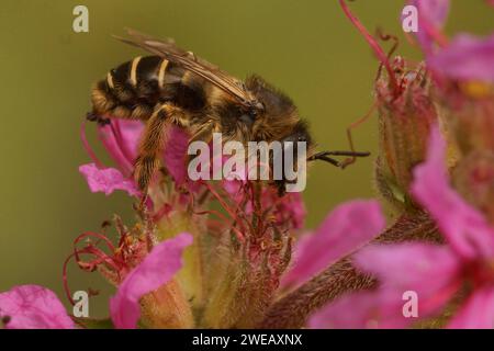 Gros plan coloré naturel sur une abeille loosestrife violette femelle, Melitta nigricans sur sa plante hôte Banque D'Images